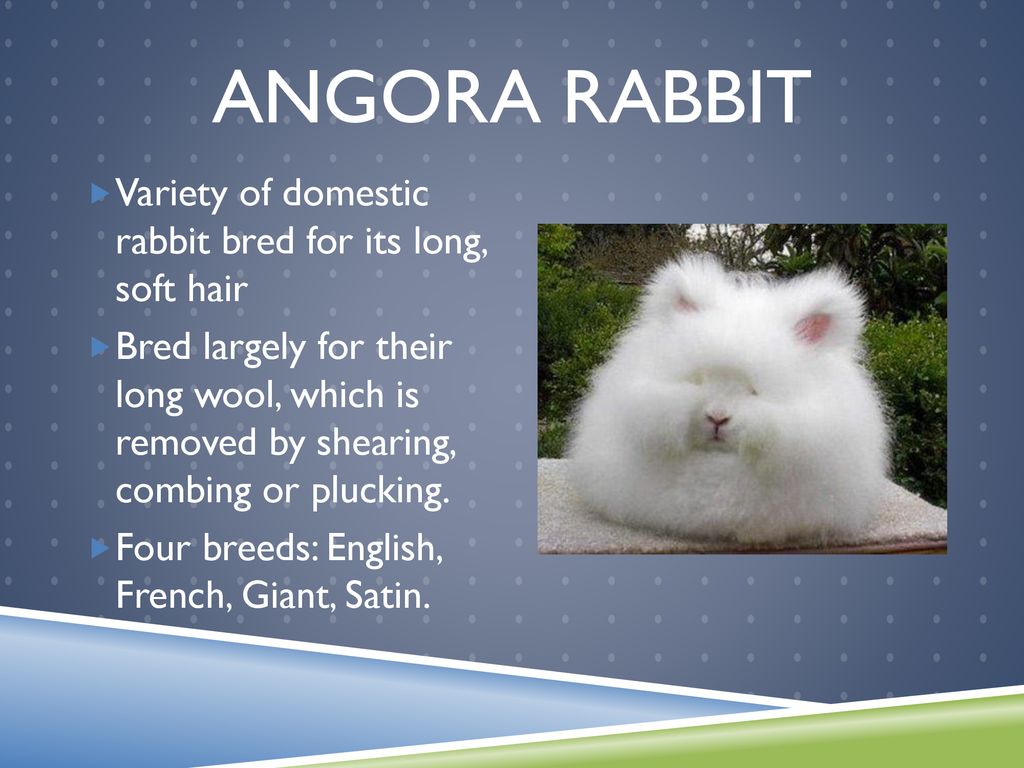 Types of sale exotic rabbits